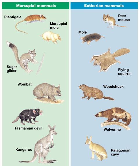 In Australia, marsupials have radiated and filled niches occupied by eutherian mammals in other parts of the world.