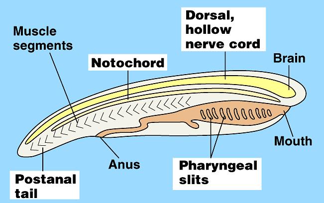 1. Four anatomical features characterize the phylum Chordata All