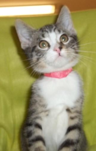 Check out our Website: Schroeder is one of our loving kittens looking for a great home that is already spayed or neutered!