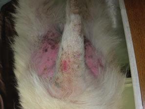 24 SMALL ANIMAL DERMATOLOGY The temperature, heart rate and respiratory rates were within normal limits.