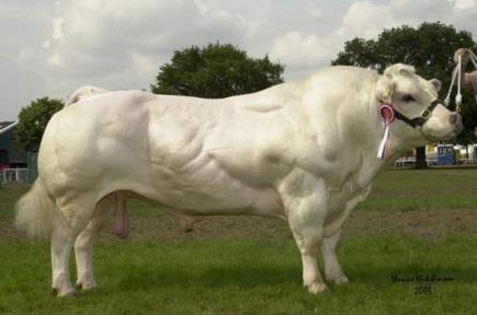 Breeding, meat, & milk Breed Note: Know for extreme tolerance to heat and insects