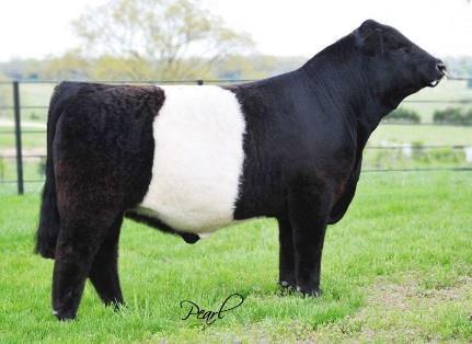 Breed Note: Great at converting less food into more muscle Belted Galloway Origin: