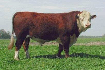 cattle breeds Hereford Origin: United Kingdom Coloring: Brown, red,