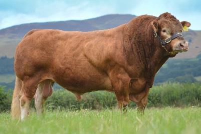 breeds in the world Limousin Origin: France Coloring: Shades of red,