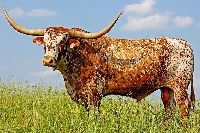world for their high beef yields Texas Longhorn Origin: United States