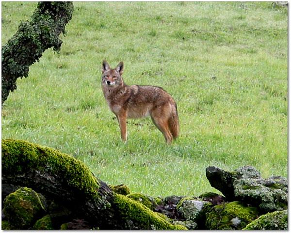 Recent research Detection of up to 50% of coyotes in Jeff Davis, Presidio