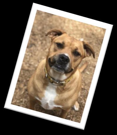 Both enjoy spending time with people and are very affectionate. They both walk well on a leash and enjoy playing with toys and taking long hikes.