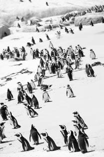 The smallest, the Little (Blue) penguin, is just about one foot tall and the Emperor penguin, which grows as tall as four feet, is the largest penguin.