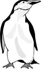The feathers on a penguin are small and stiff and form a warm waterproof covering that serves as insulation. Penguins have an extra layer of long downy feathers underneath the small, stiff ones.