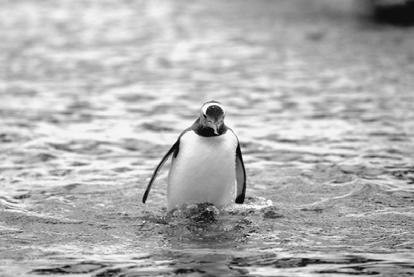 It is much easier for penguins to slide on ice than to walk, so penguins often toboggan on their bellies over the ice, especially if they are migrating a long distance.