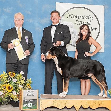 KNOX was shown the least from the Top 5 All Breed Swissys. ~Randy Kitts~ BISS GCHG CH Derby's X Marks The Spot RN, BN, CD, NWPD, WWP, RATO, VGS (Ditto).