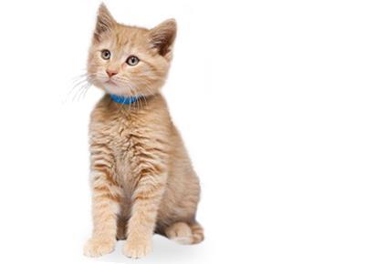 Getting Prepared: Before you bring your new cat or kitten home, it is important to kitty proof (for his safety as well as that of your belongings) and to purchase a few basic supplies.