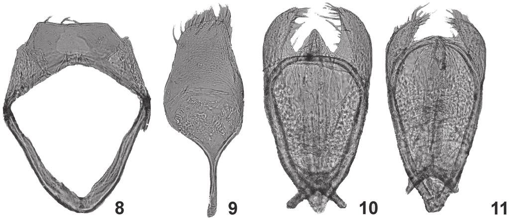 Kadej & Háva: Orphinus (Dermestidae) from Pakistan 941 Figs. 8 11. Orphinus (s. str.) pakistanus sp. nov., holotype.