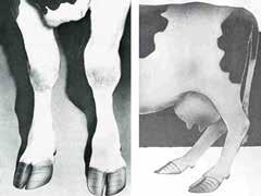40% of a cow s body weight is supported by the hind legs.