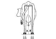 The hind legs are not straight, but are curved at the hock.