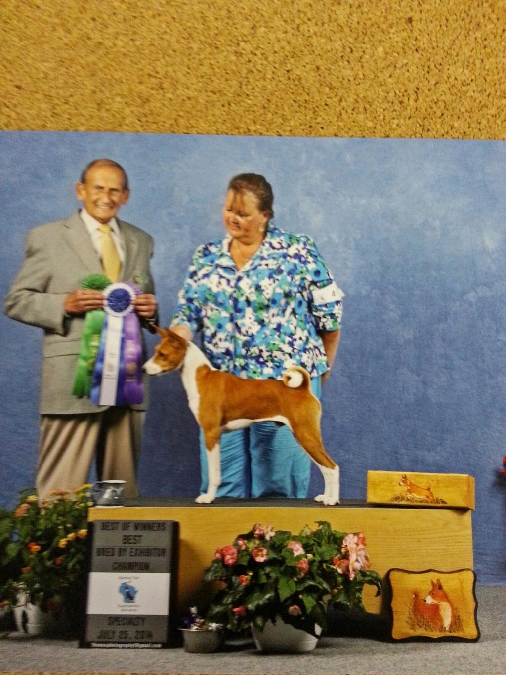 Sonbar's newest AKC CH. Pictured defeating 28 class animals by going BW at Basenji club of southeastern Wisconsin specialty at 7 1/2 months old. Ch Sonar's Justa Determined Talker At Jaiya.