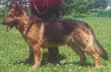Sonnenschein Kira s sire For more information contact: Sunshine Kennels and K-9