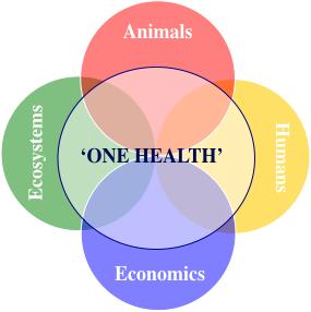 One Health Context Strategic value is in risk identification, assessment, avoidance, and mitigation Approach recognizes linkages among people, animals and