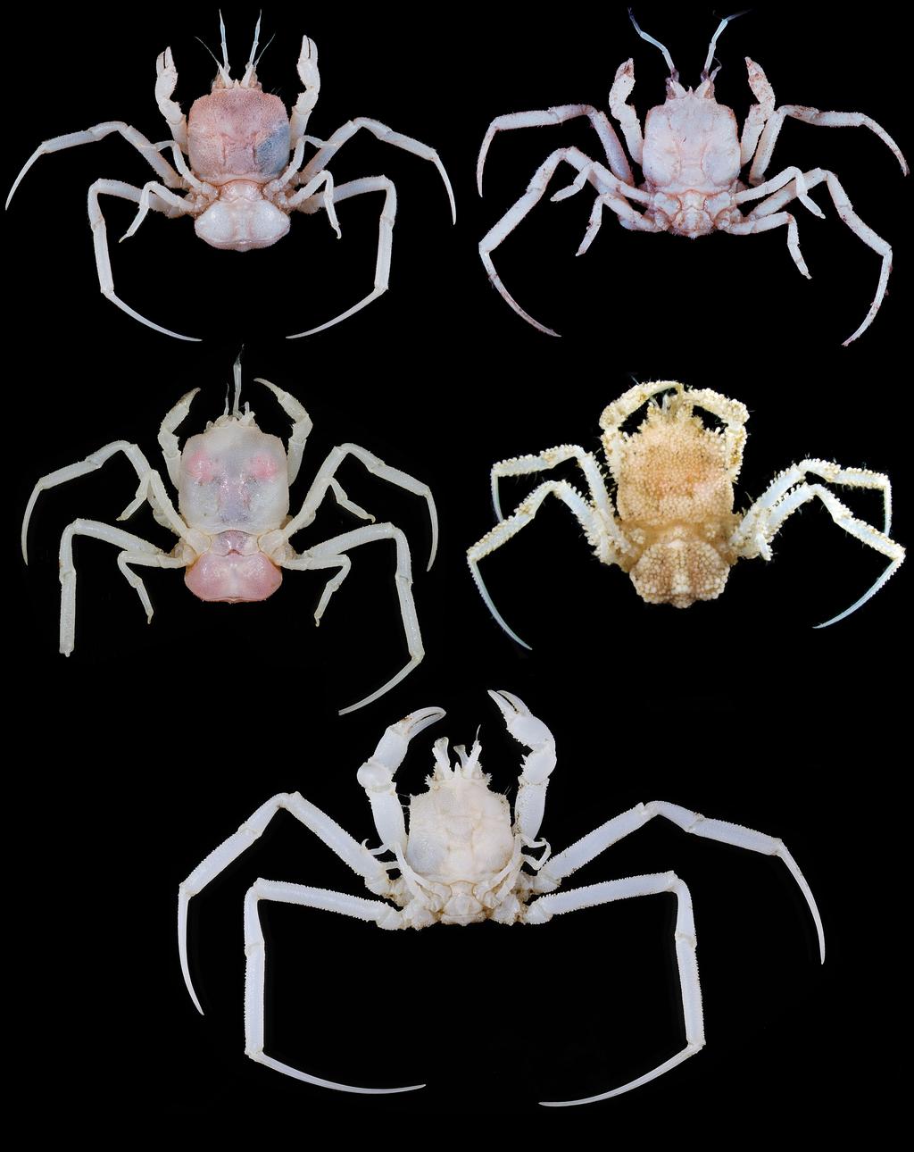 page 17 of 20 (B) (A) (C) (D) (E) Fig. 7. A, Cymonomus chani sp. nov., female holotype, pcl 7.9 mm, SW of Kaohsiung, Taiwan, NTOU; B, Cymonomus cognatus sp. nov., male holotype, pcl 6.