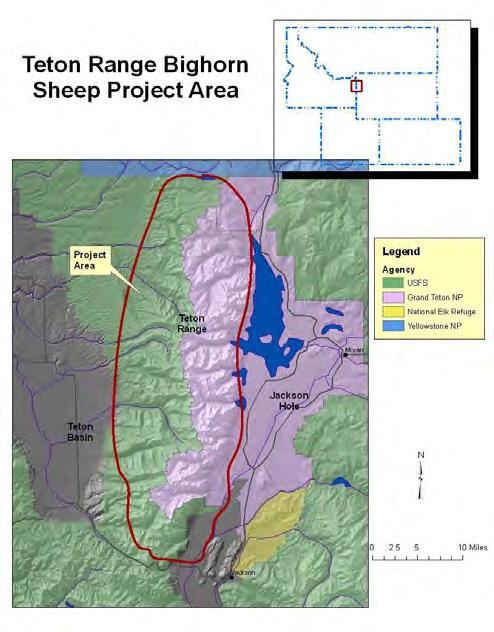 ANNUAL REPORT 2010 Resource selection, movement, recruitment, and impact of winter backcountry recreation on bighorn sheep (Ovis canadensis) in the Teton Range, northwest Wyoming Project