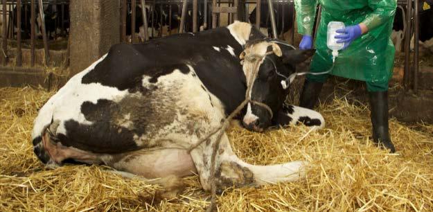Veterinary pharmacovigilance recent examples Velactis for drying-off in cows