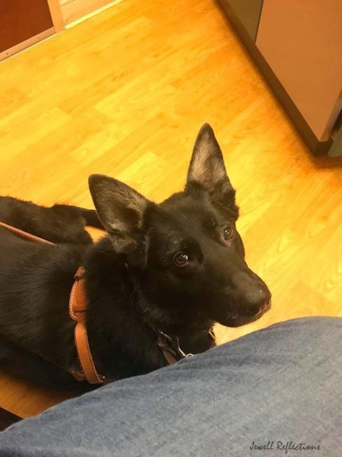 Fake Service Dogs By Fran Jewell, IAABC CDBC and NADOI Certified Obedience and Tracking Instructor #1096 AKC Farm Dog Judge, CGC Evaluator Right now, I have a lovely black German Shepherd guide dog