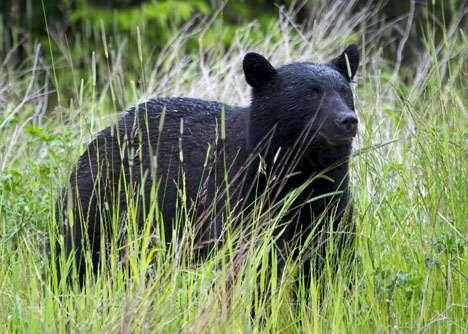 Intelligence: Black Bears have a large brain compared to their size and