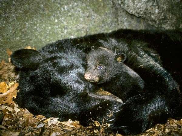 Hibernation: Black bears may hibernate up to 7 months in
