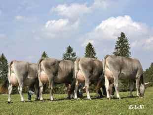 Width +3 Rear Attachment Width +2 Body Depth -1 Rear Teat Placement 9C Angularity -1 Teat Length 11S Loin Strength Foot Angle +4 Rump Angle 7L Heel