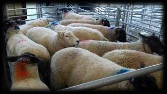 10 194 Ewes Light 77 54 Heavy 93 87 Rams 88 84 Smaller entry again met a very strong trade with an overall average of 194p and a lot more could have been sold to an advantage.