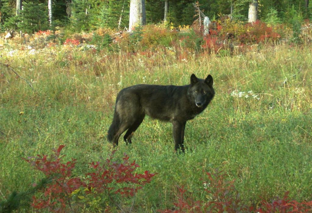 Oregon Wolf Conservation and Management 2018 Annual Report This report to the Oregon Fish and Wildlife Commission