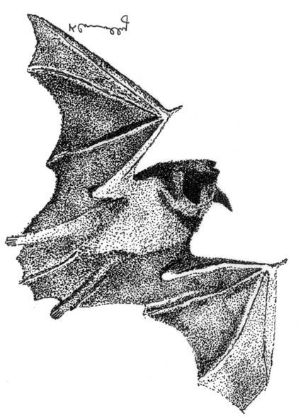 Little Brown Bat Myotis lucifugus Vespertilionidae: Evening Bat Family Little brown bats roost in trees, buildings, and bat boxes during the summer, and migrate to caves and mines to hibernate in