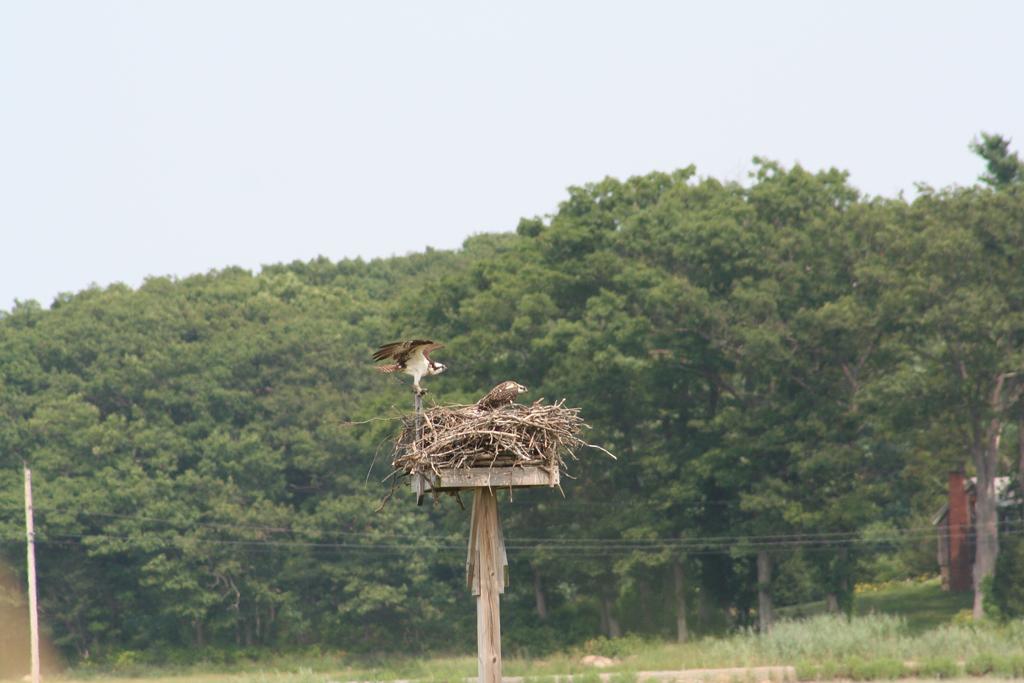 The data the Osprey Watch collects will provide Greenbelt valuable information for our Osprey conservation efforts and specifically help us understand Osprey abundance, distribution and overall