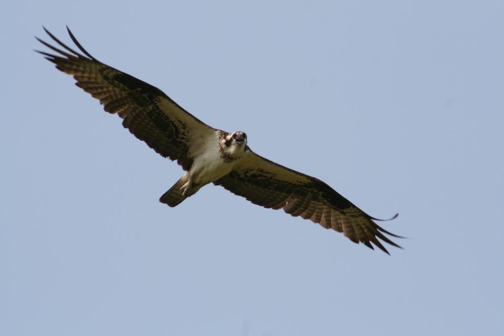 all eggs will hatch at the same time because they are laid every other day. It may take 4-5 days for all eggs to hatch. If eggs do hatch, you will notice the adult osprey will become more active.