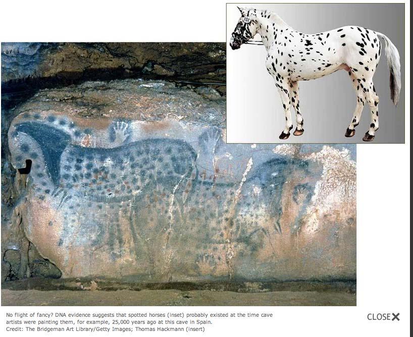 Was the Spotted Horse an Imaginary Creature? http://news.