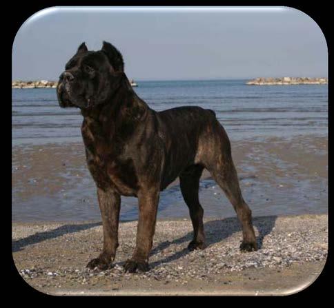 The Cane Corso is a