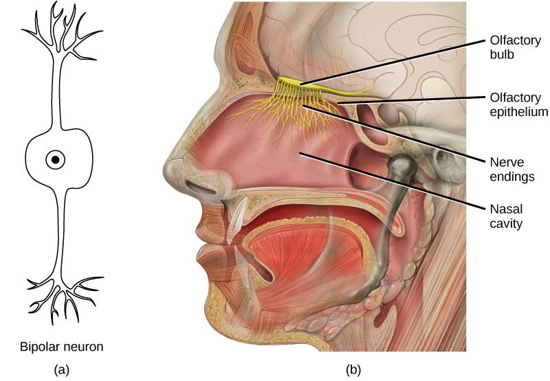 In the human olfactory system, (a) bipolar olfactory neurons extend from (b) the olfactory epithelium, where olfactory receptors are located, to the olfactory bulb.