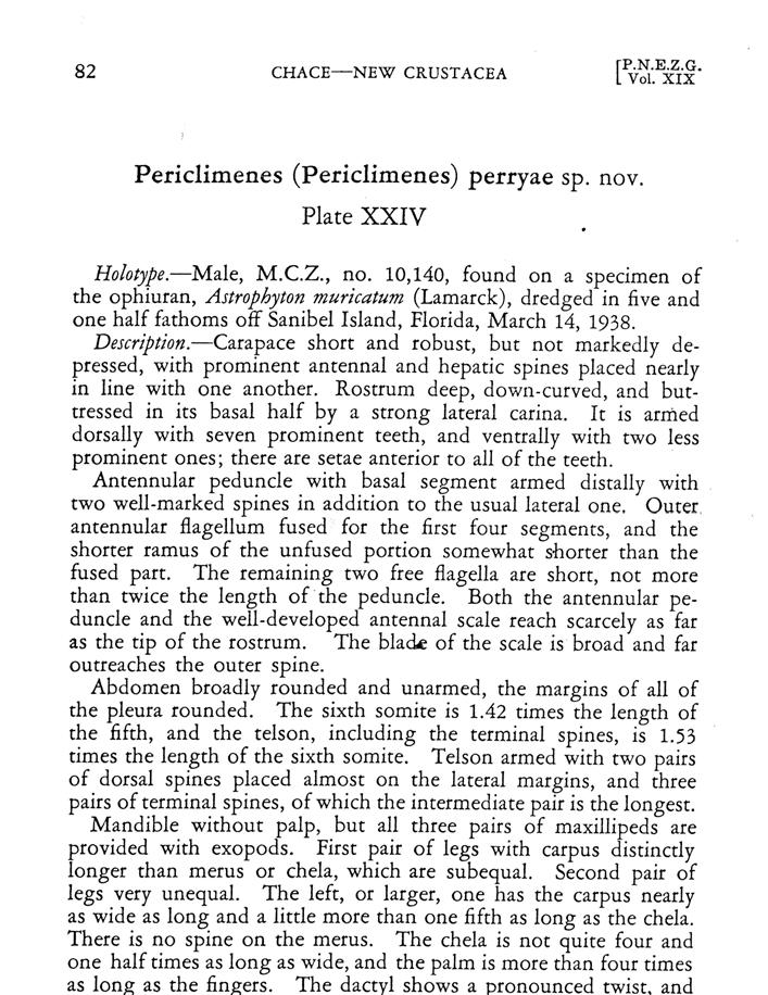 CHACE-NEW CRUSTACEA [ P.N.E.Z.G. Vol. XIX Periclimenes (Periclimenes) perryae sp. nov. Plate XXIV Holotype.-Male, M.C.Z., no.
