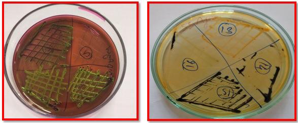 2022 A.S. Kadam, P.A. Tembhurne and V.C. Ingle positive for Escherichia coli on EMB agar which has appearance of metallic sheen appearance and eleven (36.