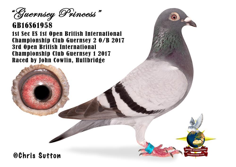 Can you give details of some of the top pigeons that you have raced? My NFC winner Lady Hamilton was a top hen as she also had other good positions.