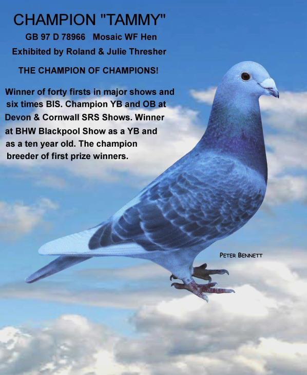 Other top pigeons at the Minehead loft are: Julie winner of eight major shows and twice Reserve Champion. 2011: British Show Racer Federation Champion at the BHW Blackpool Show.