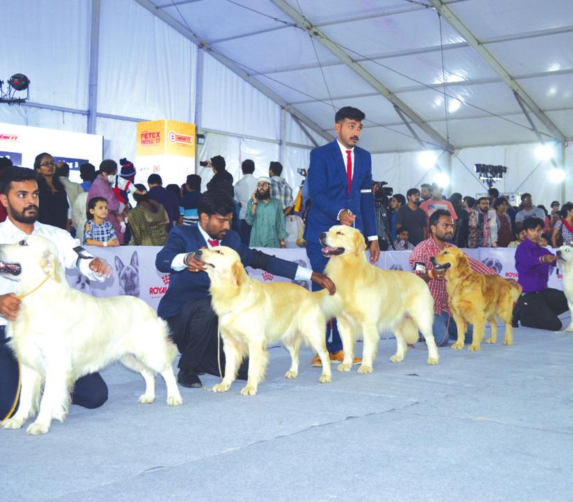 The Show will have 500 cats of various breeds from across India will