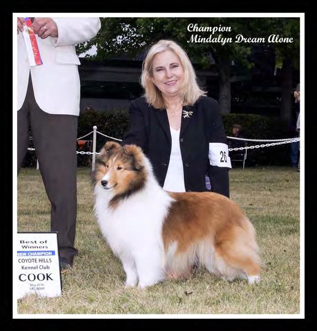 Kathy Coon (Caitlin Shelties) CH Mindalyn Dream Alone Natalie (owned by Kathy Coon and owned & bred by Cathy Dupree) Caitlin Special Forces - Ranger Mindalyn Wish Wish Again Tessa Announcing our New