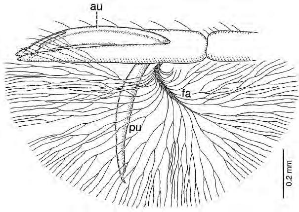 ANDERSEN: A new species of Tetraripis branching hairs arising from both sides.