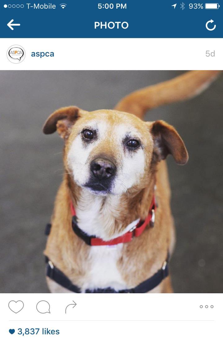 - ASPCA: Meet Lola! She is at our shelter location in Houston, TX. While a senior dog, she has the energy and spunk of a 1-year-old puppy.