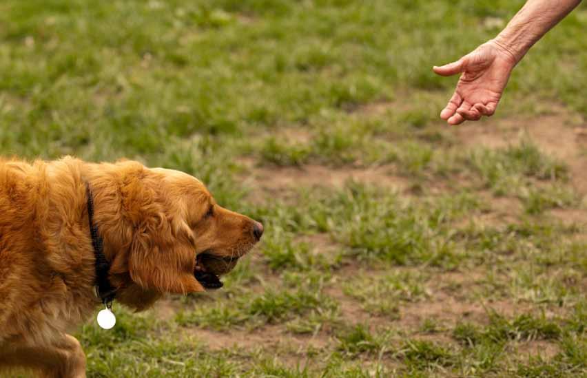 The IndyHumane Dog Park provided playtime for 164 dogs in 2009 and 154 in 2010.