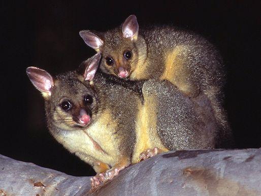 CLASSIFICATION The common brushtail possum is a mammal, which means they have live young, fur and are warm- blooded. They are nocturnal, like most possums.