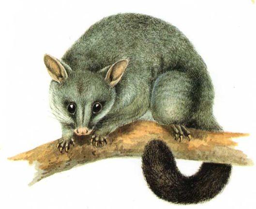 Introduction The common brushtail possum is an Australian mammal, they live throughout the eastern, northern and sometimes