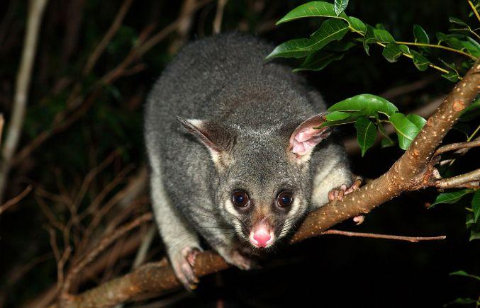 Brushtail possums eat bugs, seeds, fruit and even bird eggs and small lizards.