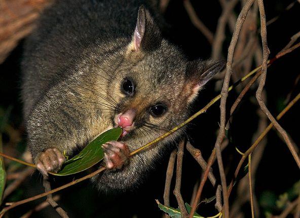 Habitat Brushtail possums live in Australia, they are found